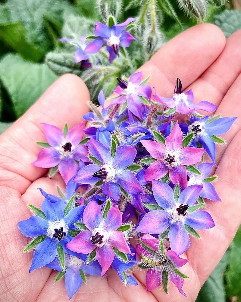 Borage