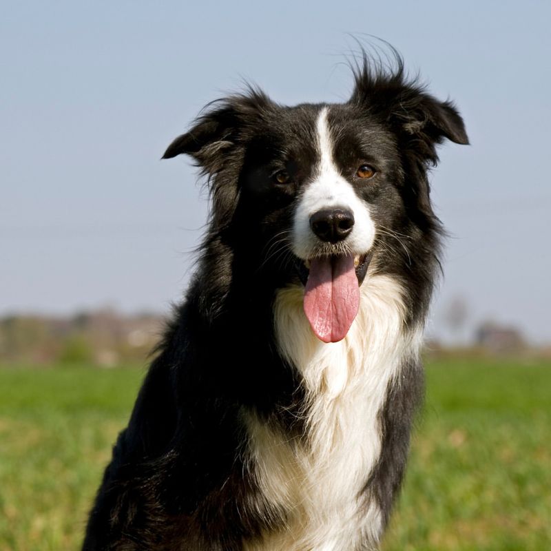 Border Collie