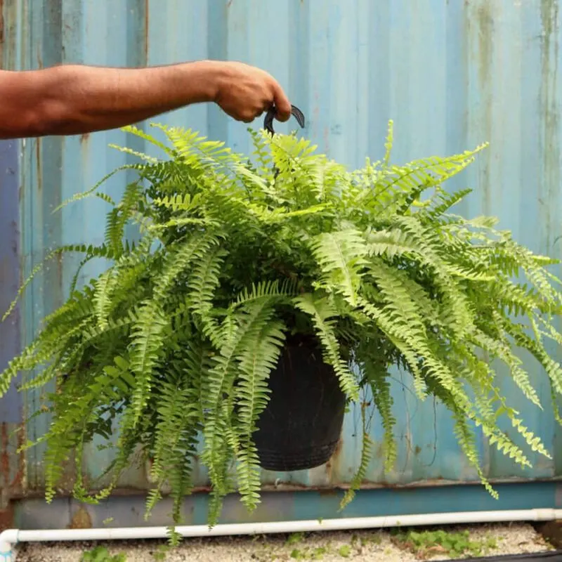 Boston Fern