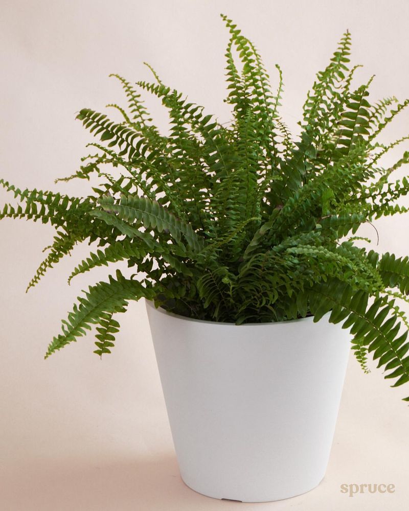 Boston Fern