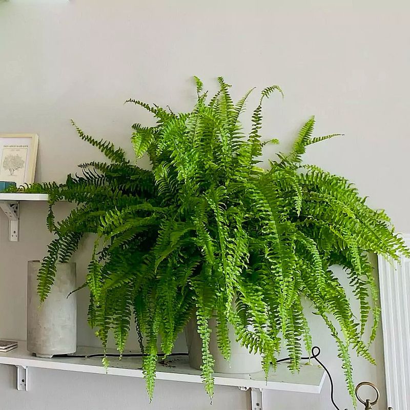 Boston Fern