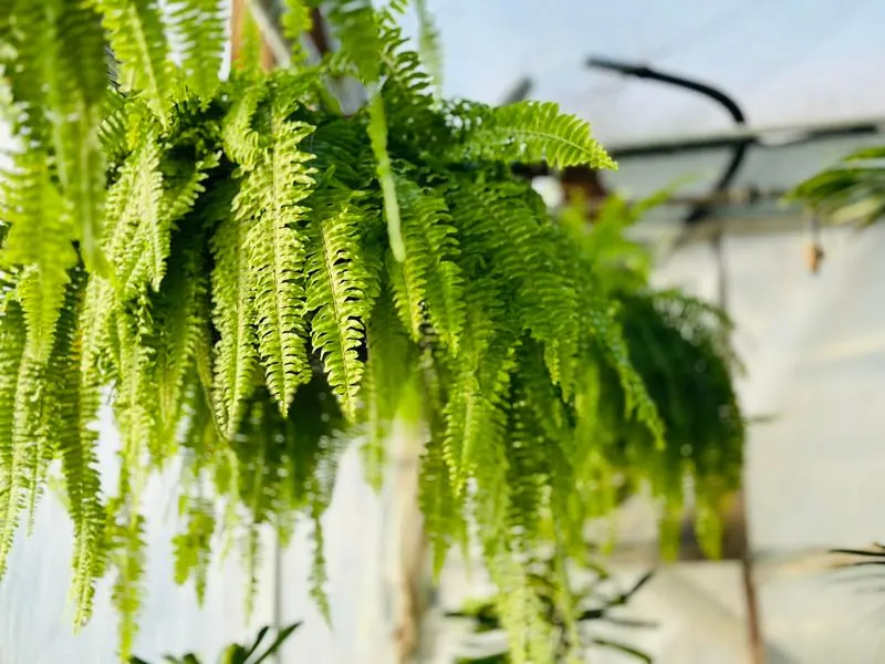 Boston Fern