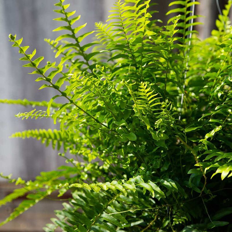 Boston Fern