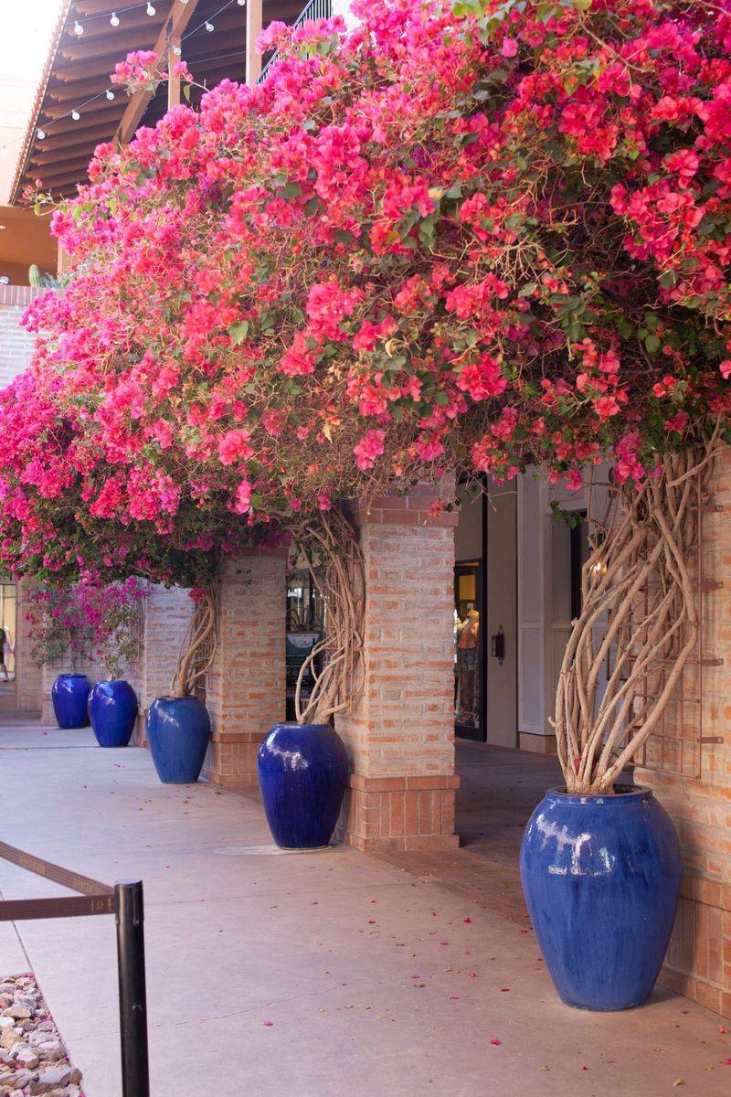 Bougainvillea