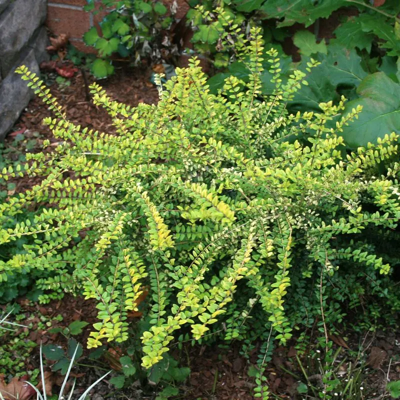 Box Honeysuckle