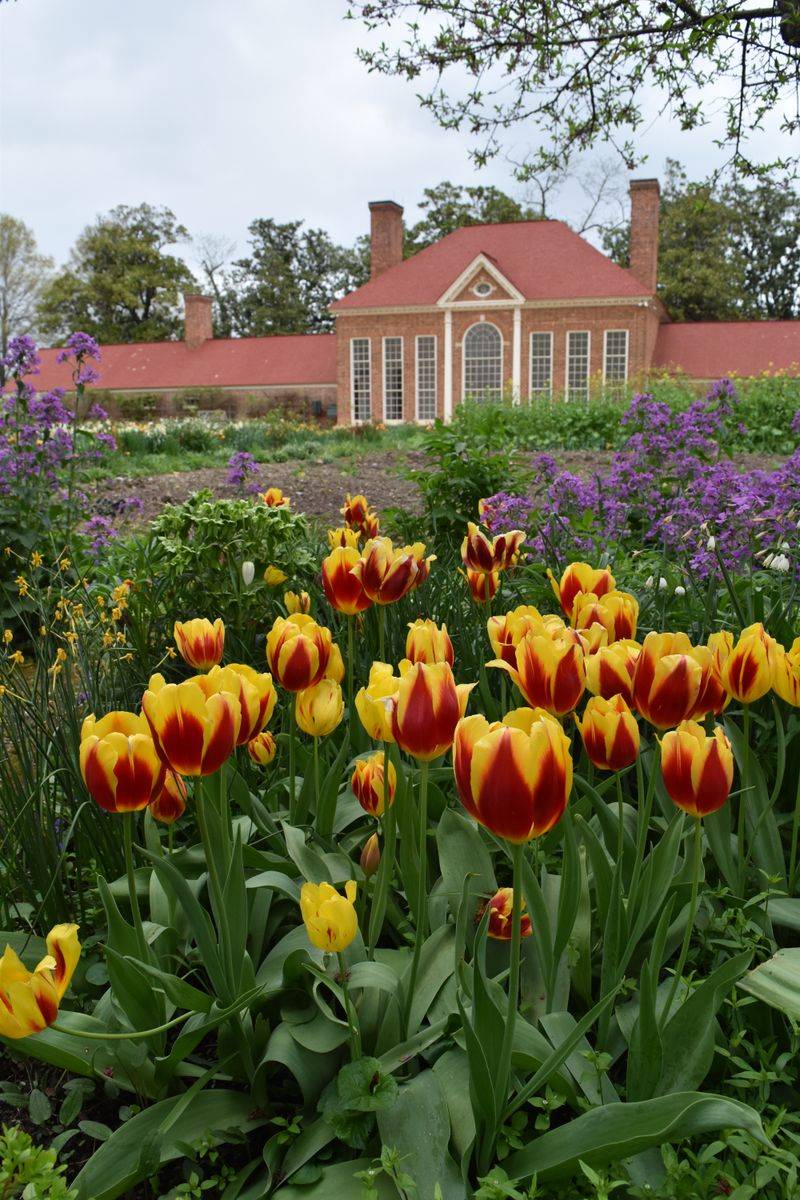 Boxwood and Tulips