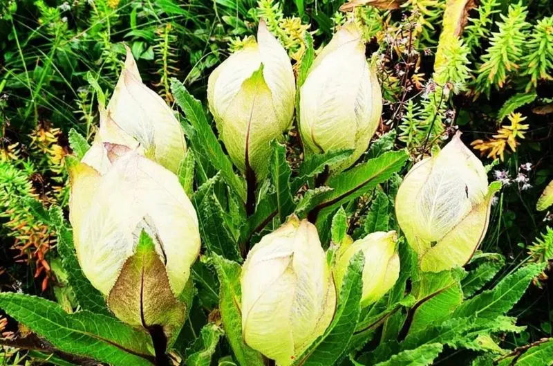 Brahma Kamal