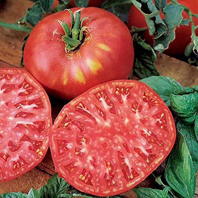 Brandywine Tomato