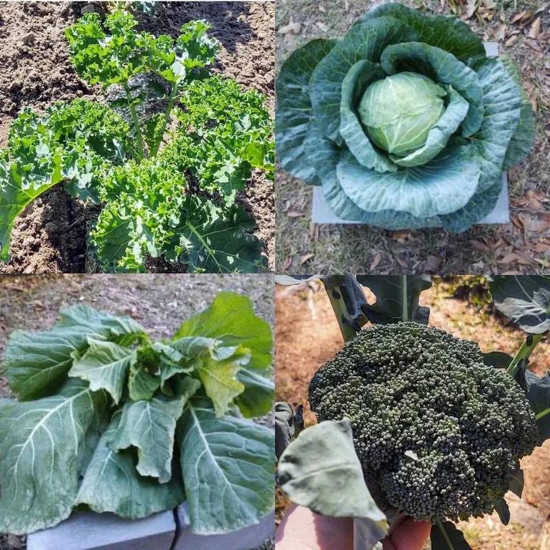 Brassicas (Cabbage Family)