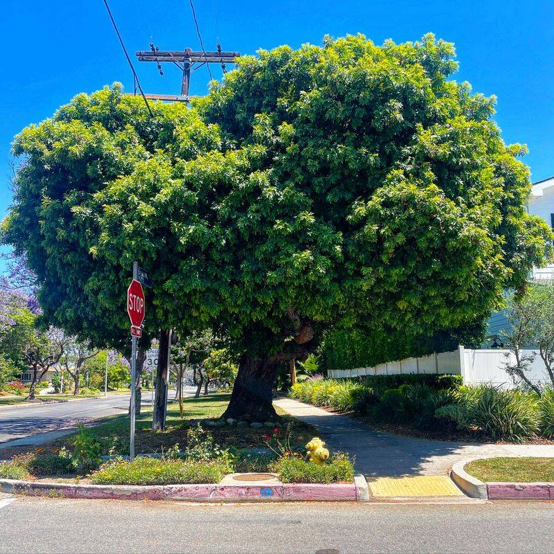 Brazilian Pepper Tree