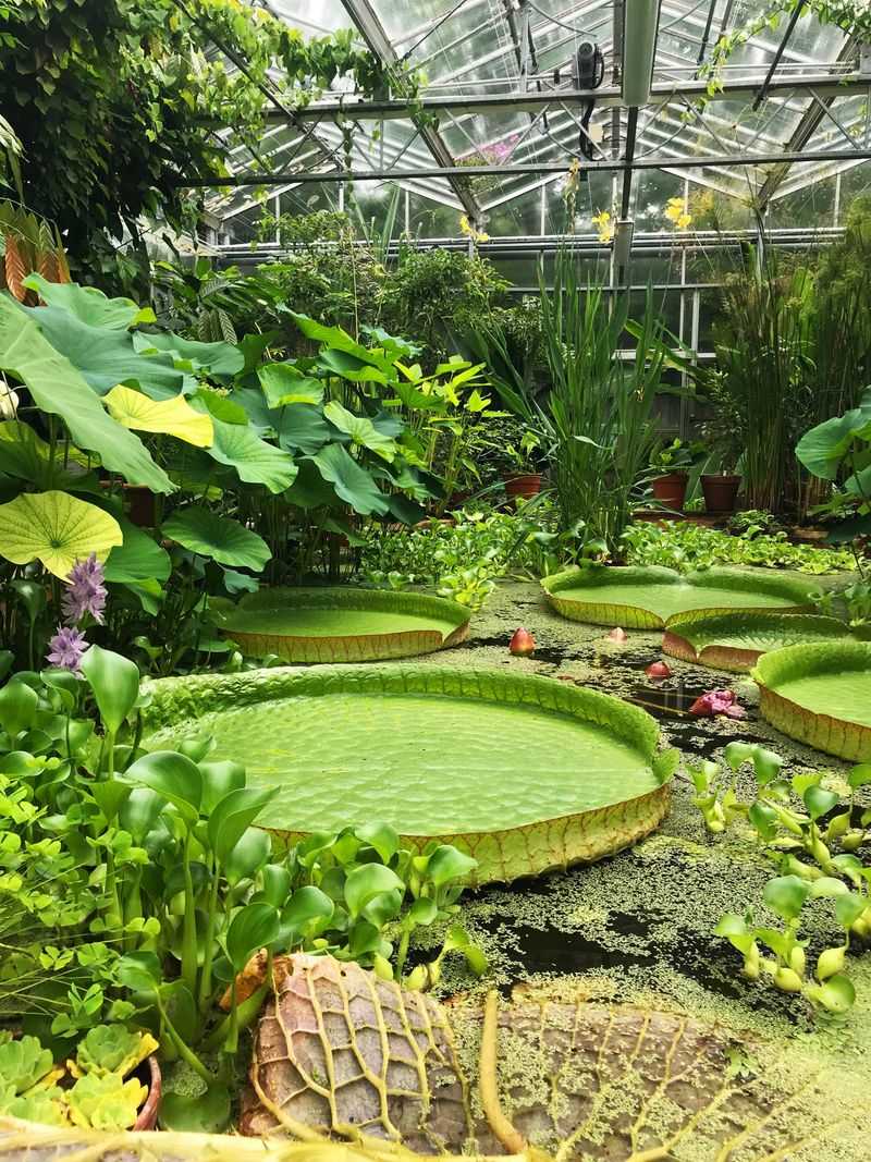 Brazilian Rainforest Garden