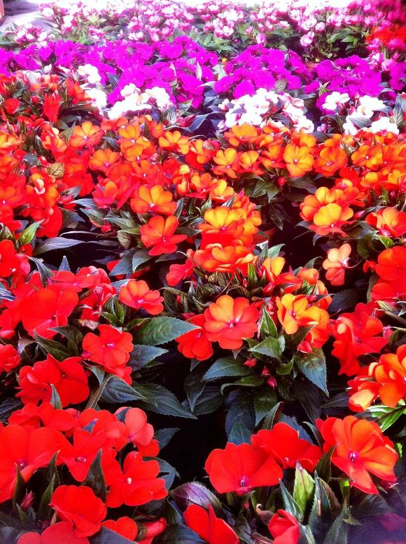 Brightly Colored Flower Beds