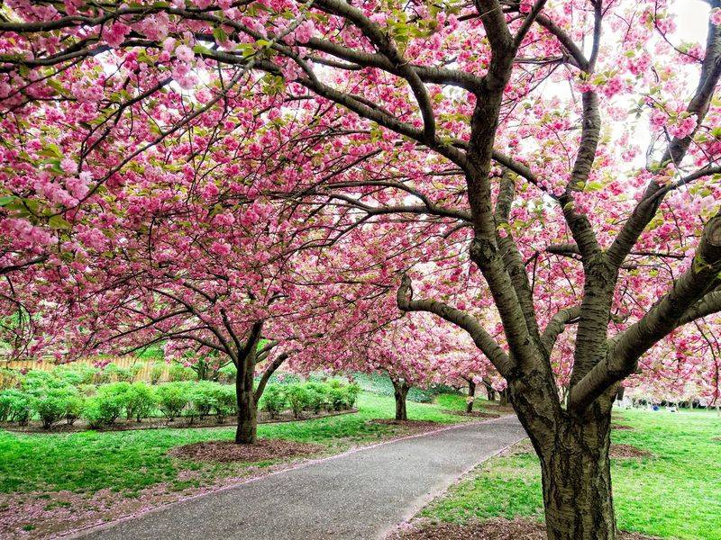 Brooklyn Botanic Garden, New York