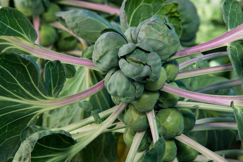 Brussels sprouts