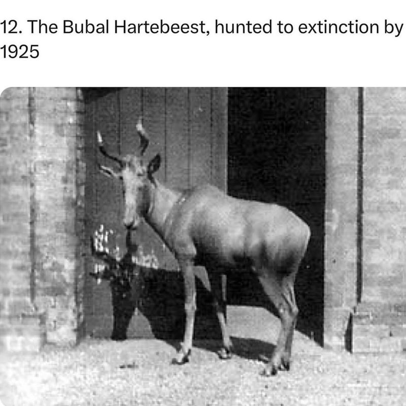 Bubal Hartebeest