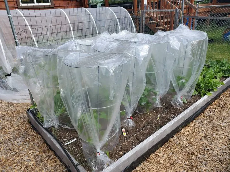 Bubble Wrap Greenhouse Effect