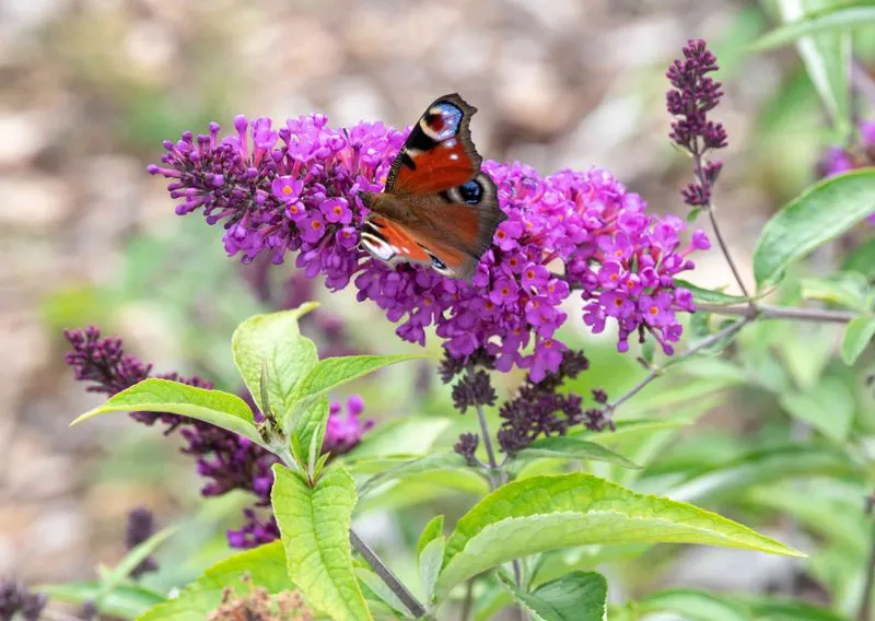 Buddleia Butterfly Bush