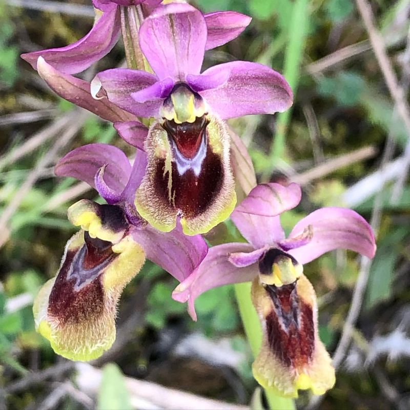 Bumblebee Orchid