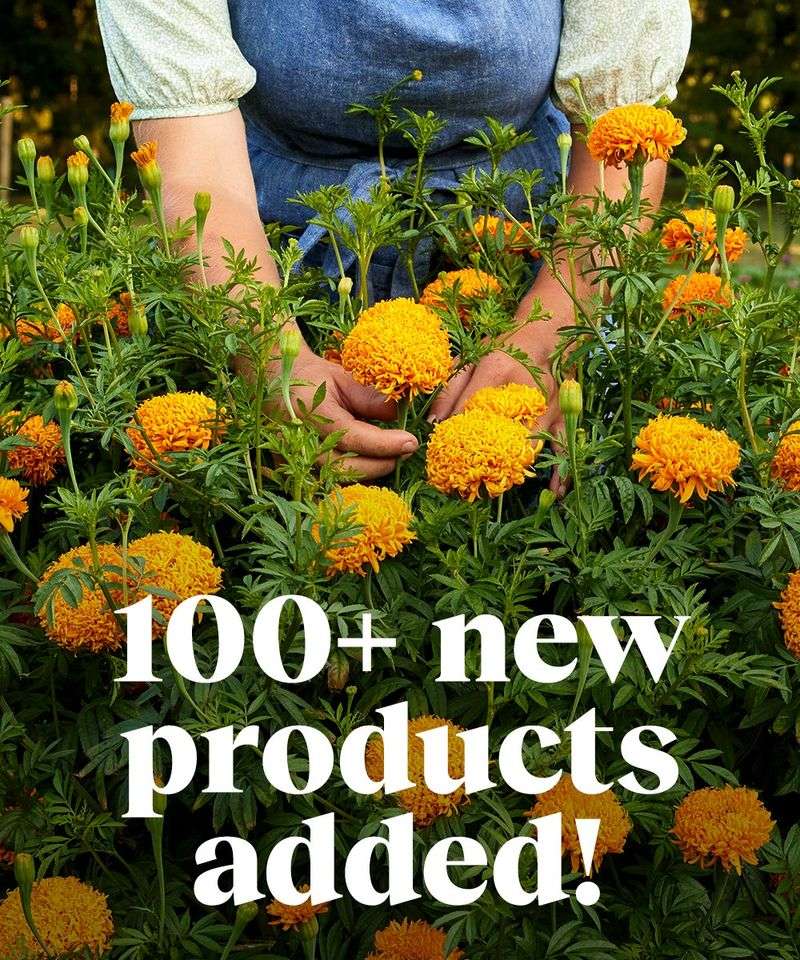 Burpee's Seed Catalog