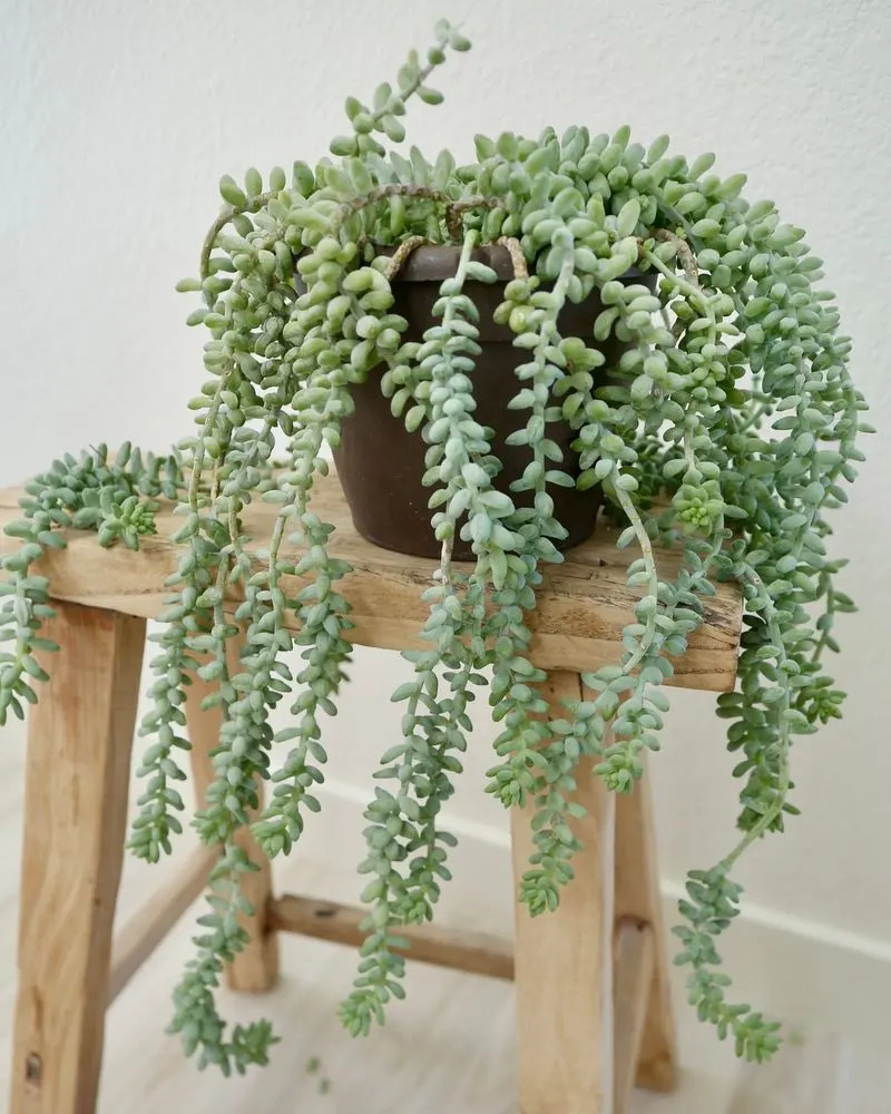 Burro's Tail