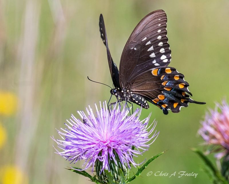 Butterflies