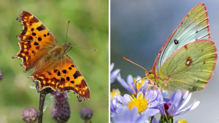 12 Butterflies You’ll Spot in Your Yard and the Secrets They Hold