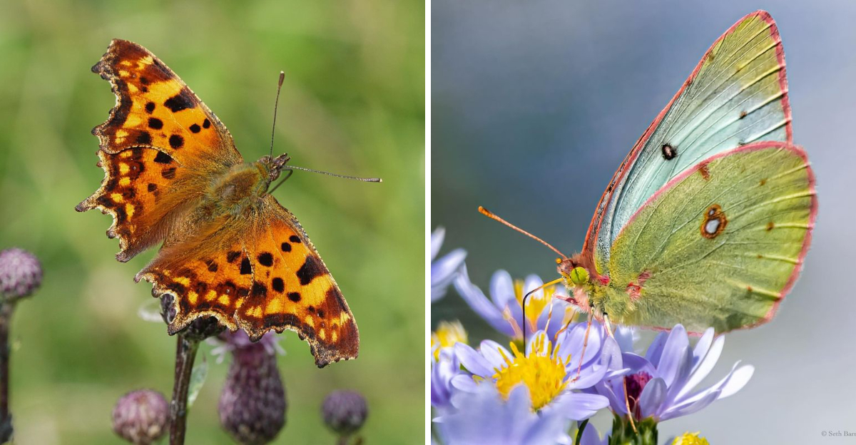 Butterflies You’ll Spot in Your Yard and the Secrets They Hold