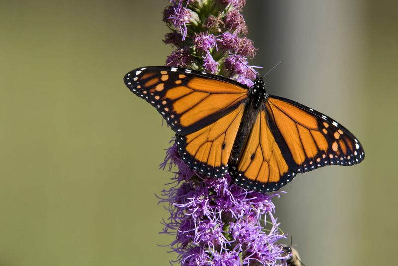 Butterflies and Biodiversity