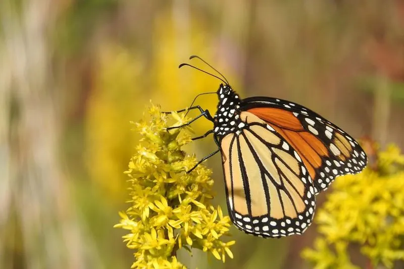 Butterflies in the Garden