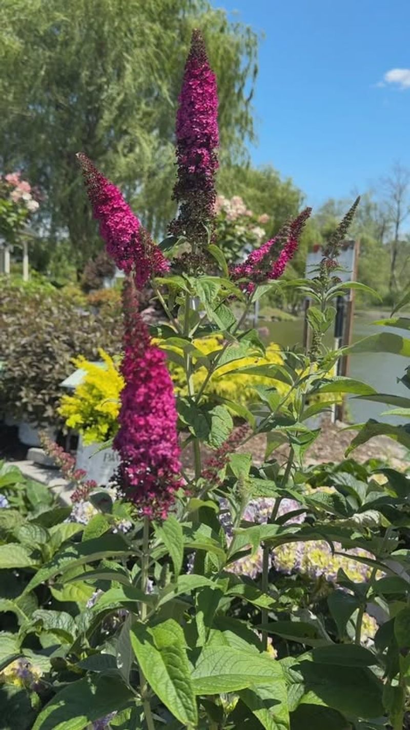 Butterfly Bush