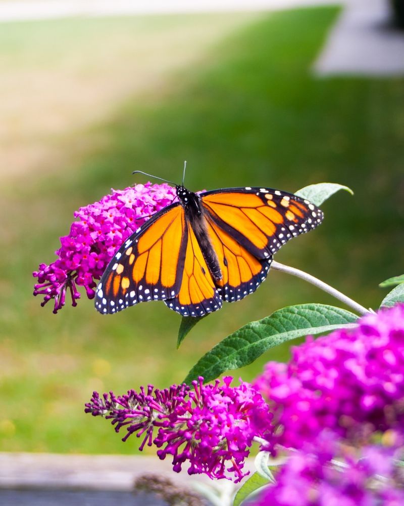 Butterfly Bush