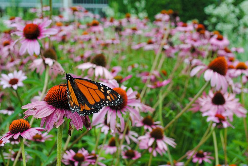 Butterfly Bush and Coneflowers