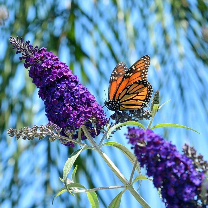 Butterfly Bush