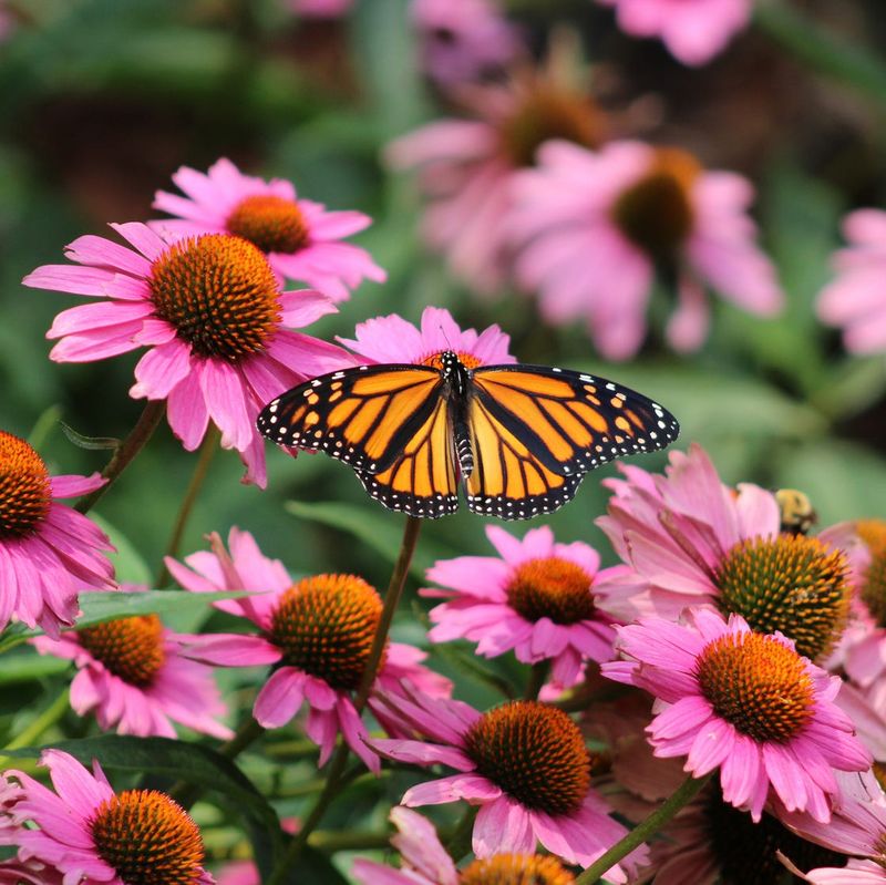 Butterfly and Bee Gardens