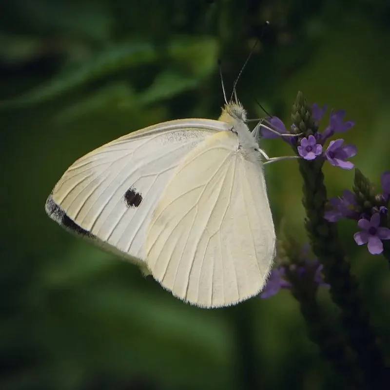 Cabbage White