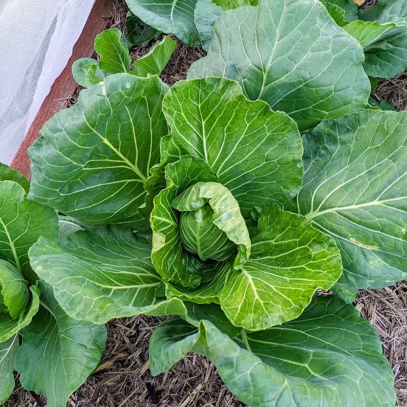 Cabbage