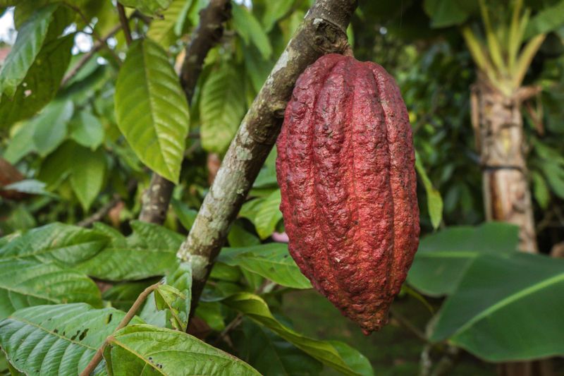 Cacao