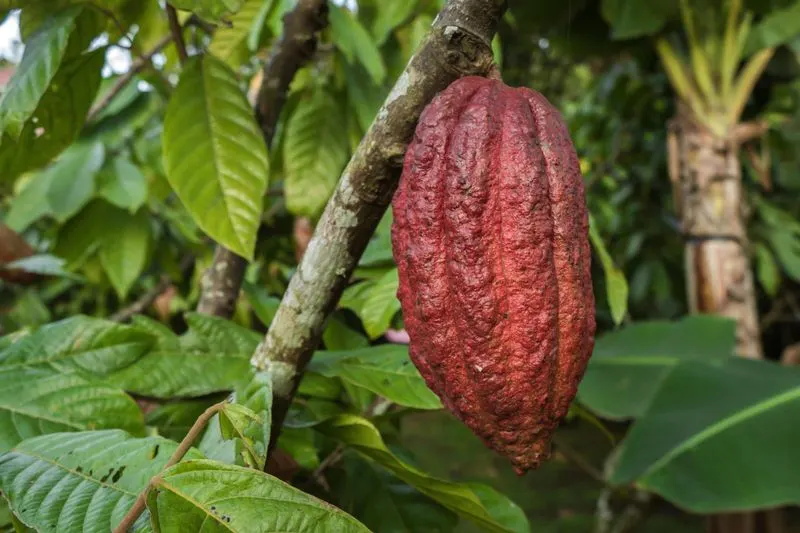 Cacao