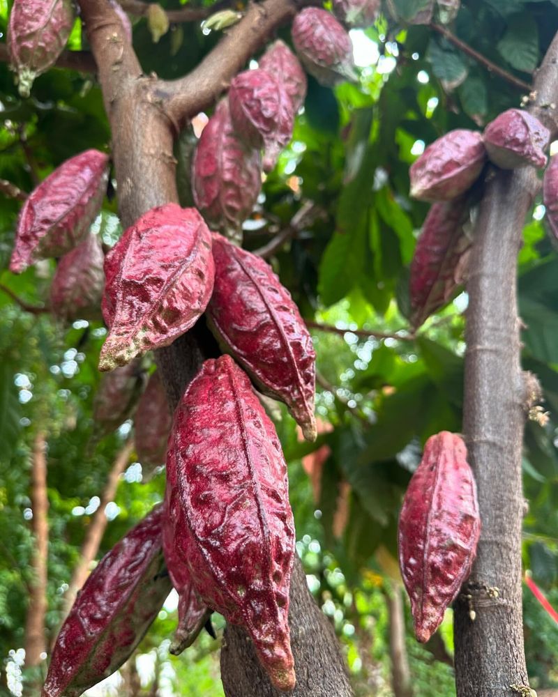 Cacao