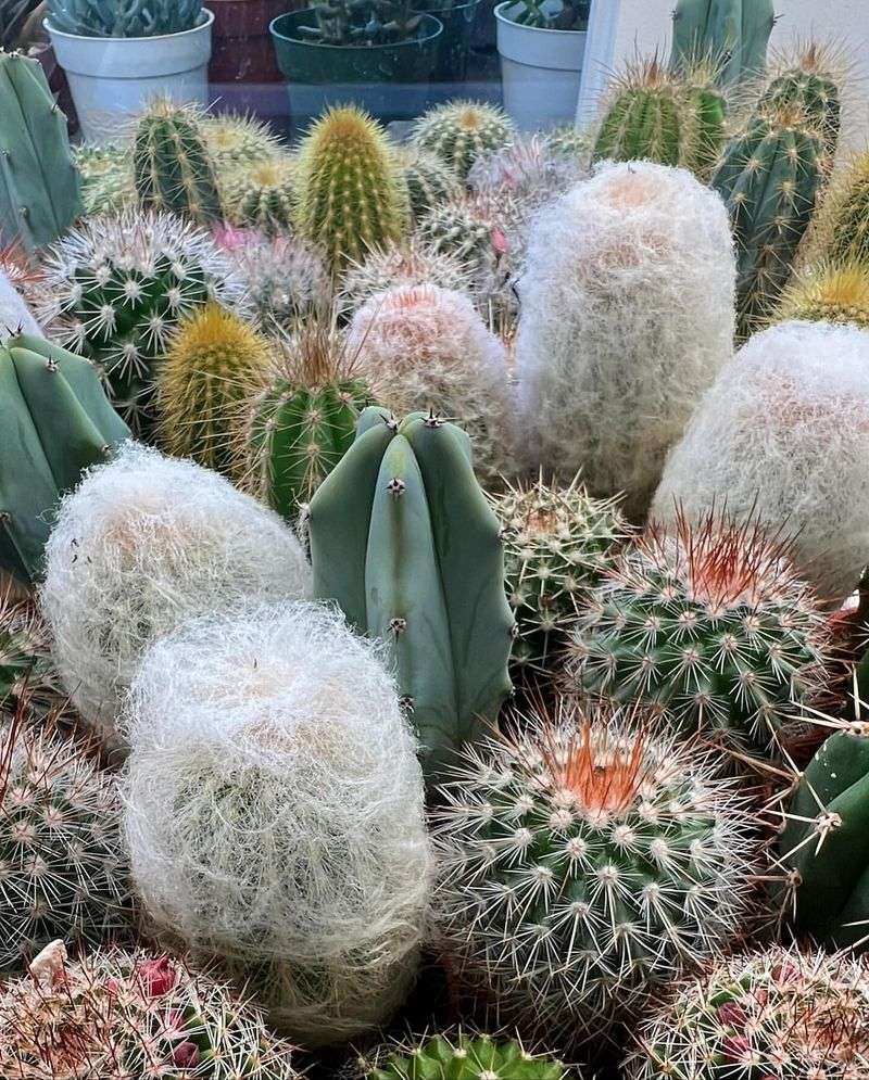 Cactus