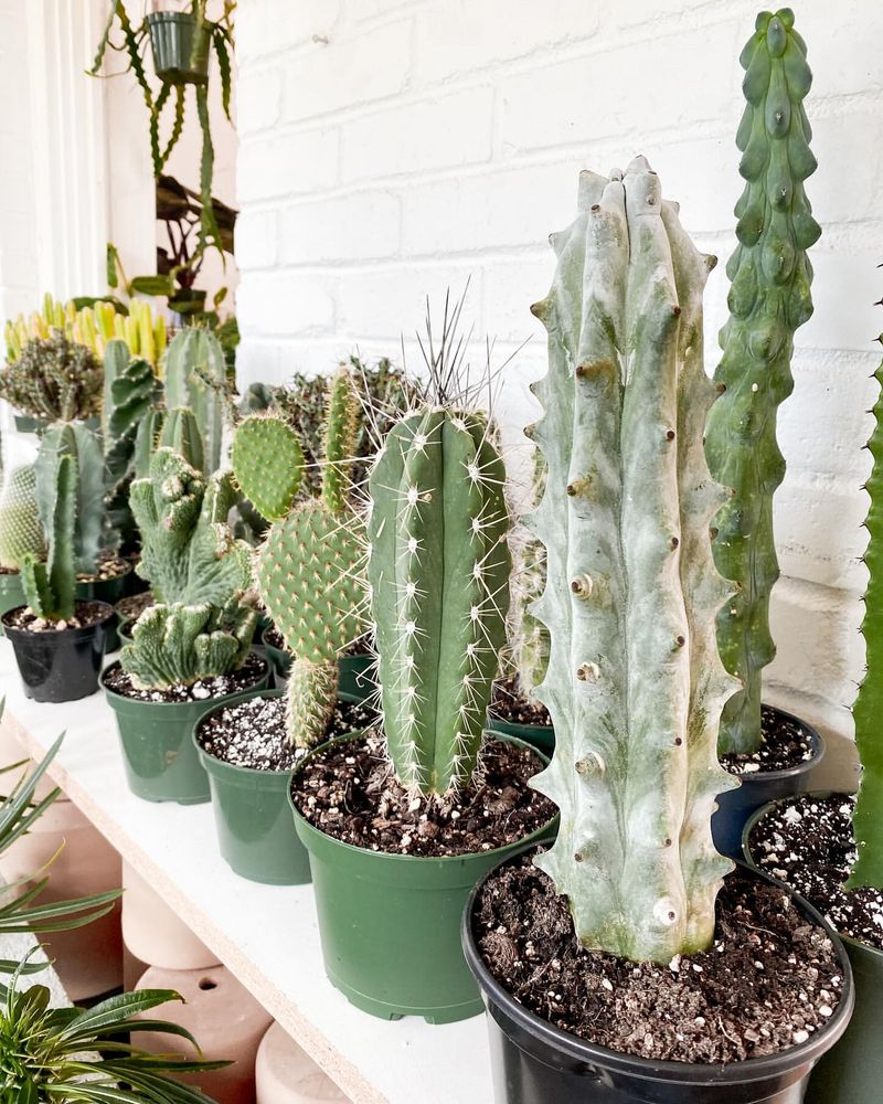 Cactus Collection