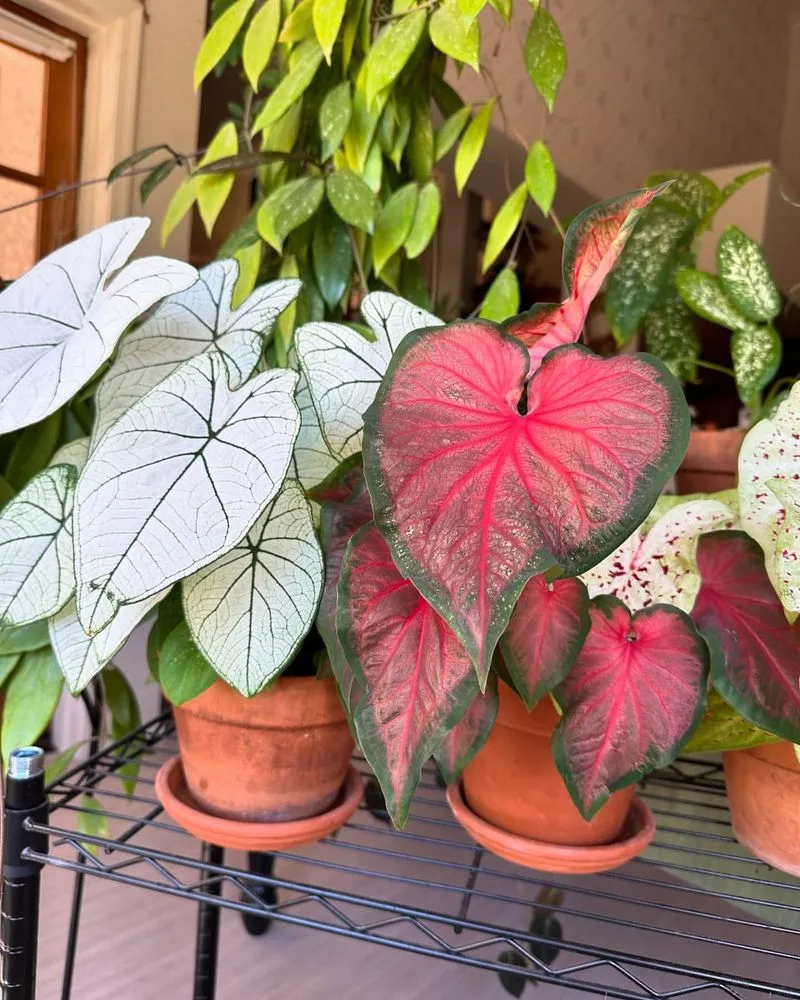 Caladium