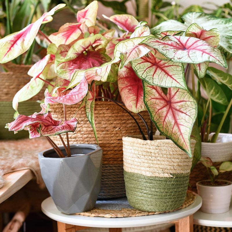 Caladium