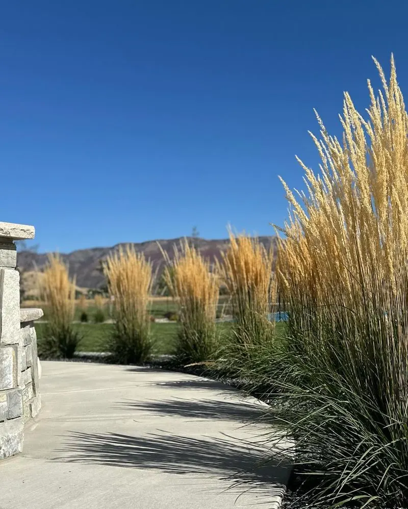 Calamagrostis x acutiflora