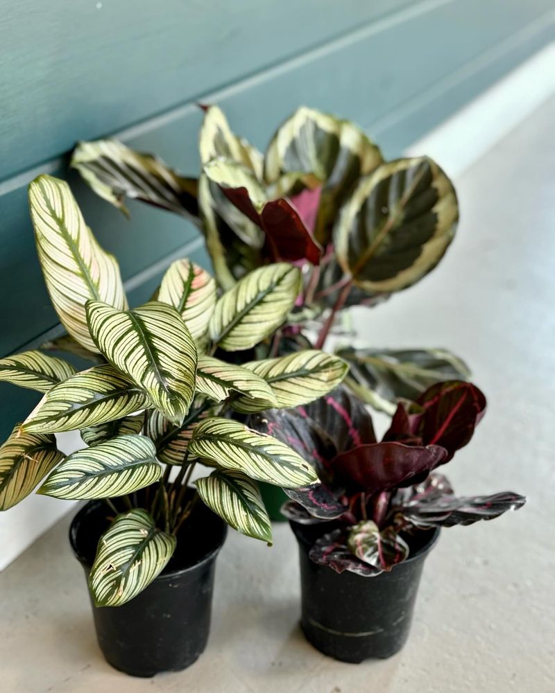 Calathea