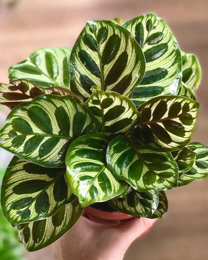 Calathea