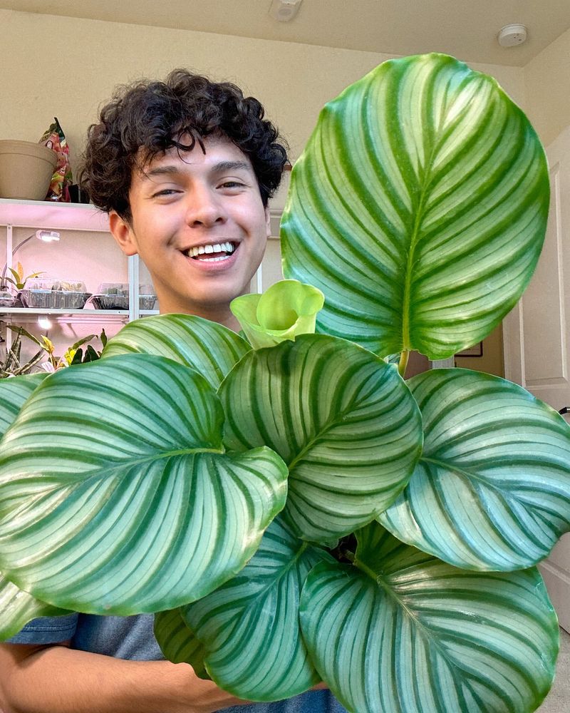 Calathea Orbifolia