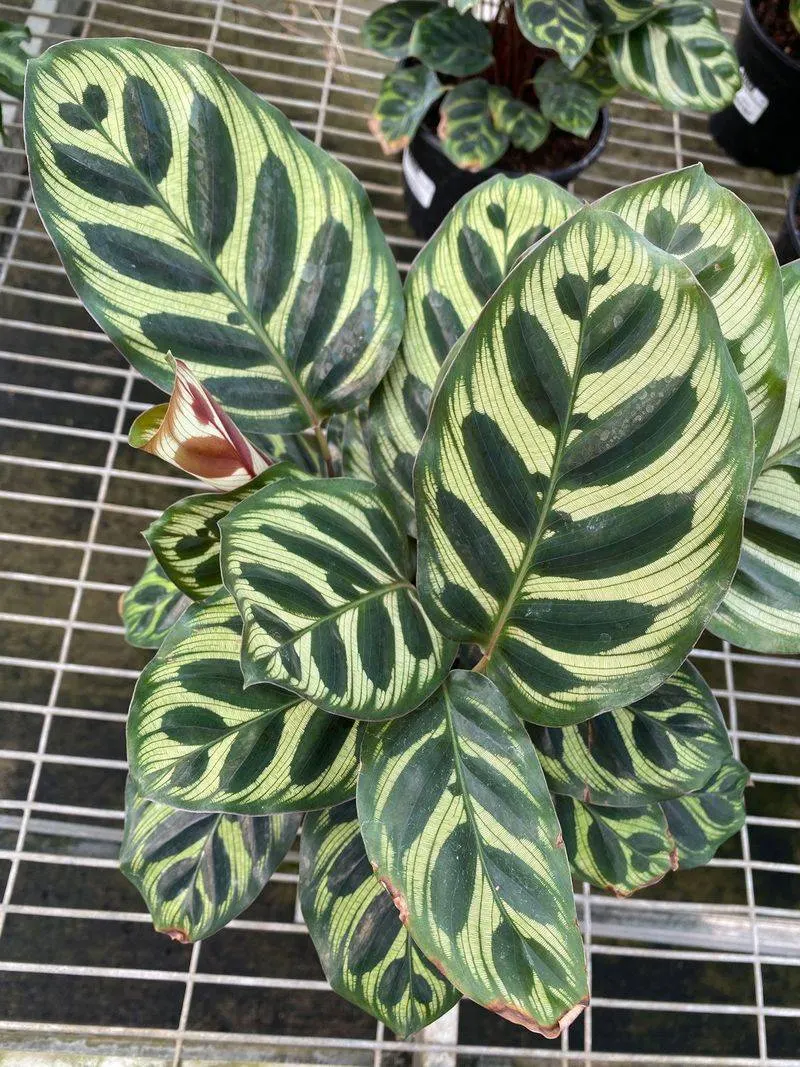 Calathea