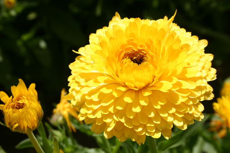 Calendula