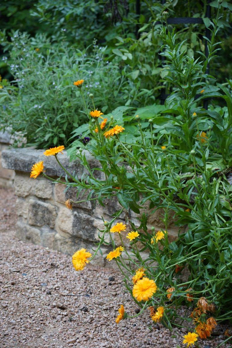 Calendula